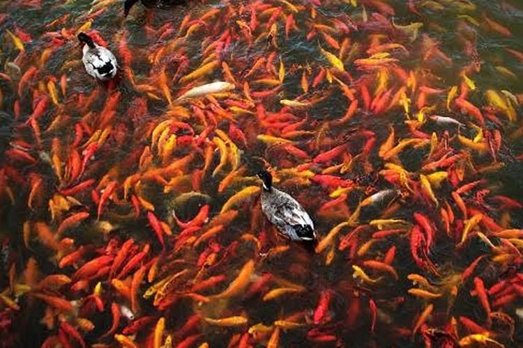 Detail Gambar Ikan Polos Tanpa Warna Nomer 36