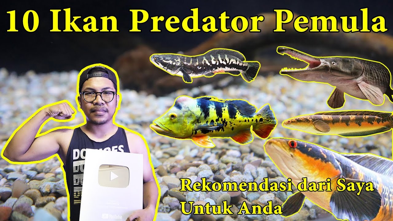 Detail Gambar Ikan Predator Nomer 34