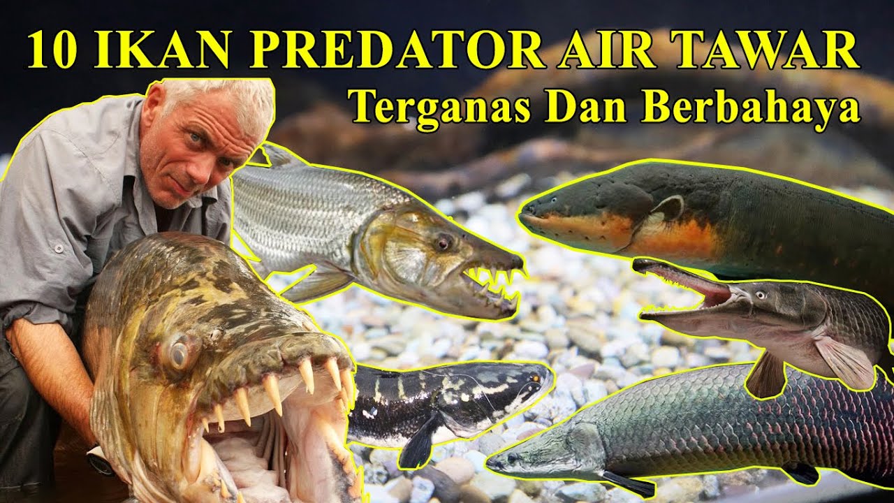 Detail Gambar Ikan Predator Nomer 41