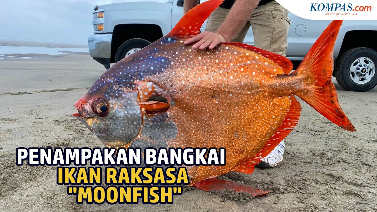 Detail Gambar Ikan Raksasa Nomer 23