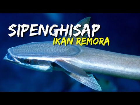 Detail Gambar Ikan Remora Nomer 25