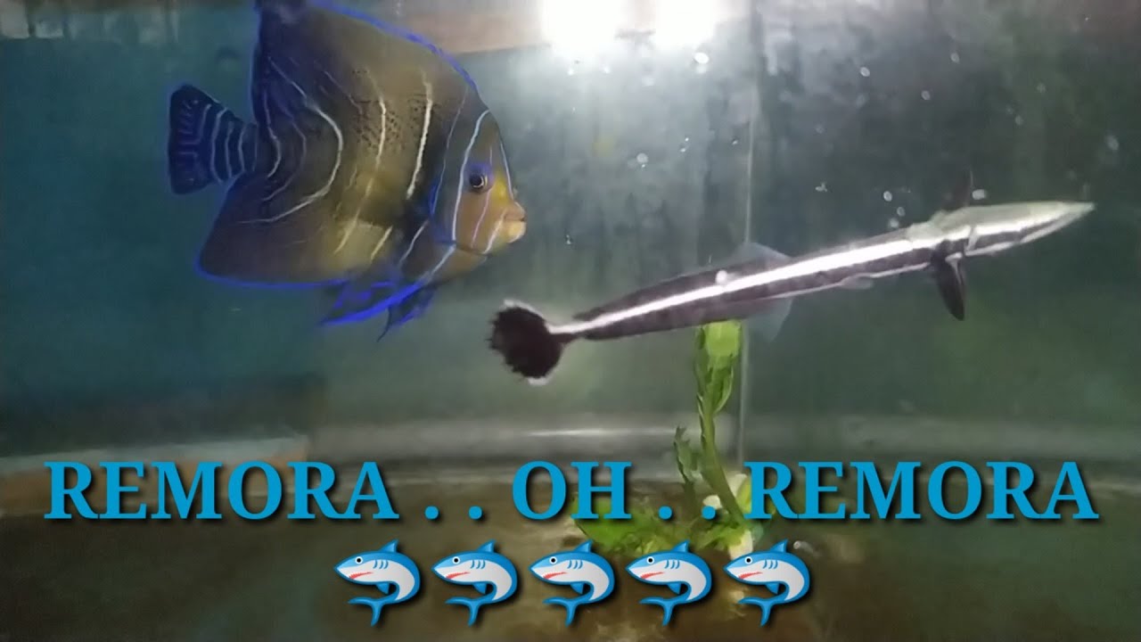 Detail Gambar Ikan Remora Nomer 26