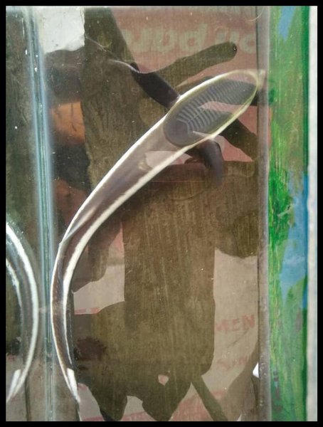 Detail Gambar Ikan Remora Nomer 28