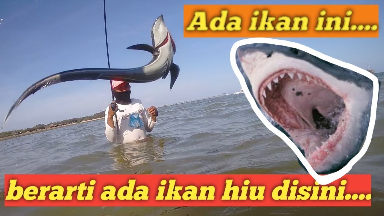 Detail Gambar Ikan Remora Nomer 40