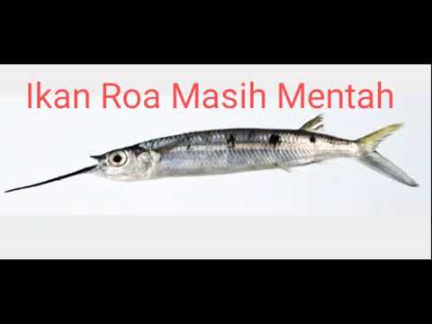 Detail Gambar Ikan Roa Nomer 32