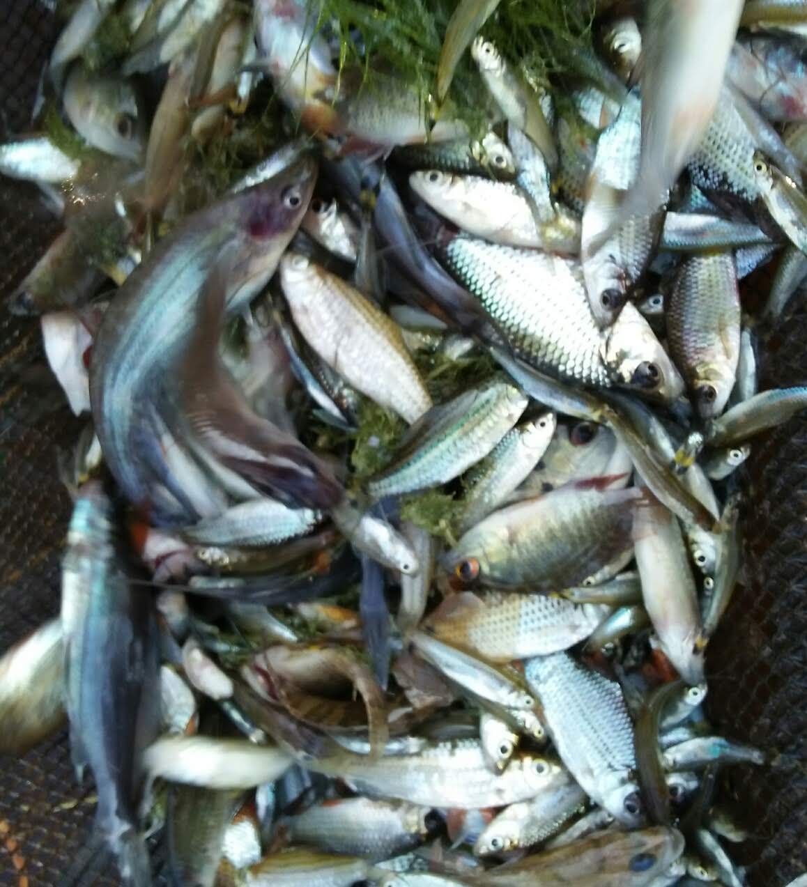Detail Gambar Ikan Rucah Nomer 8