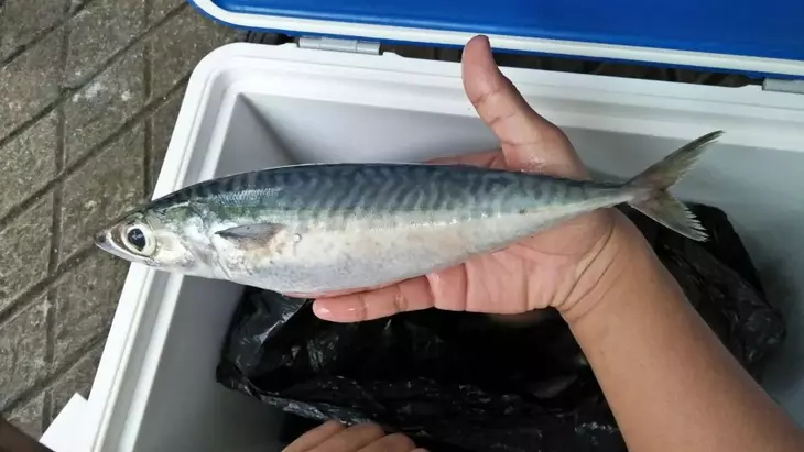 Detail Gambar Ikan Salem Nomer 4