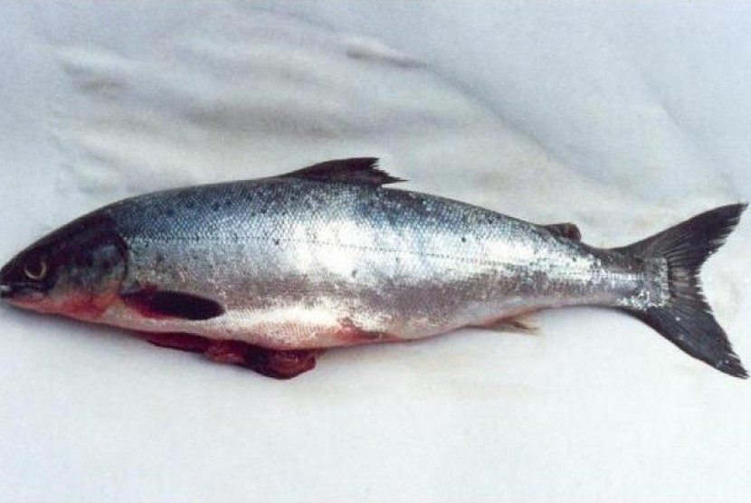 Detail Gambar Ikan Salmon Nomer 31