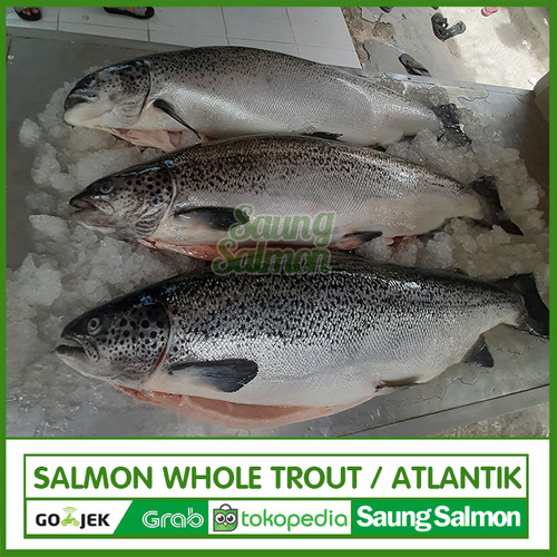 Detail Gambar Ikan Salmon Nomer 43