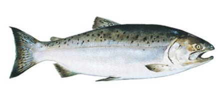 Detail Gambar Ikan Salmon Nomer 46