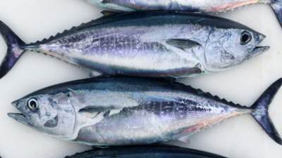 Detail Gambar Ikan Salmon Dan Ikan Tuna Nomer 3