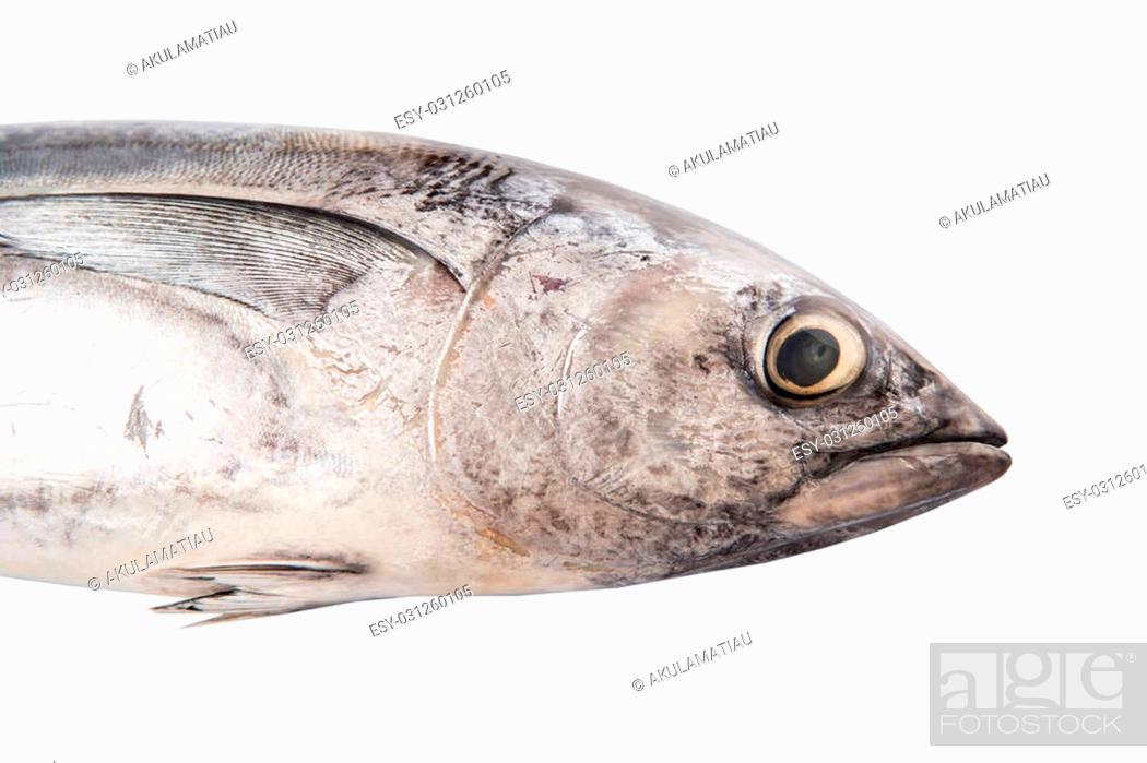 Detail Gambar Ikan Salmon Dan Ikan Tuna Nomer 32
