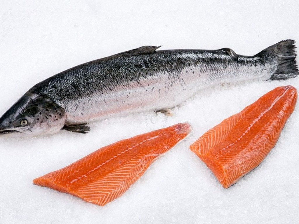 Detail Gambar Ikan Salmon Dan Ikan Tuna Nomer 33