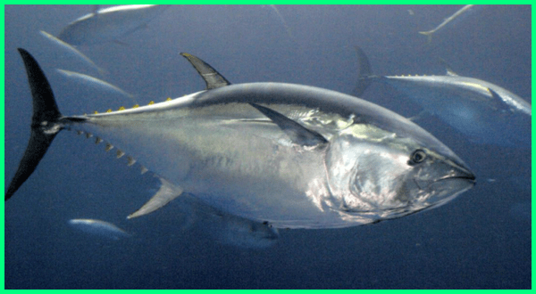 Detail Gambar Ikan Salmon Dan Ikan Tuna Nomer 45