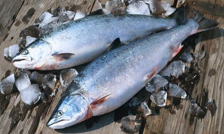 Gambar Ikan Salmon Laut - KibrisPDR