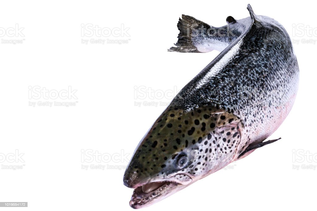 Detail Gambar Ikan Salmon Laut Nomer 25