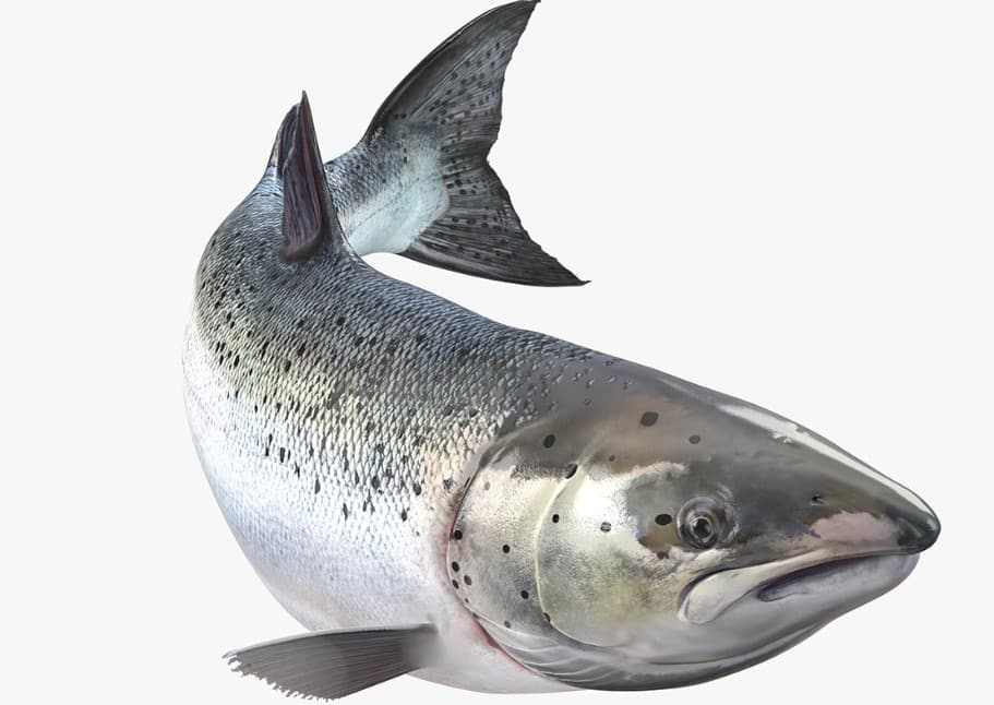 Detail Gambar Ikan Salmon Segar Nomer 16