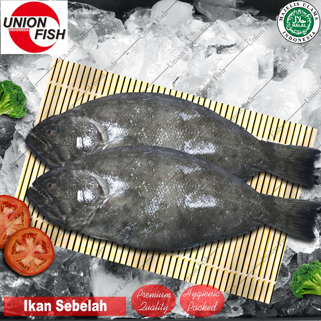 Detail Gambar Ikan Sebelah Nomer 13