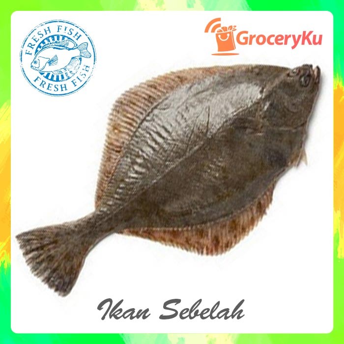 Detail Gambar Ikan Sebelah Nomer 26