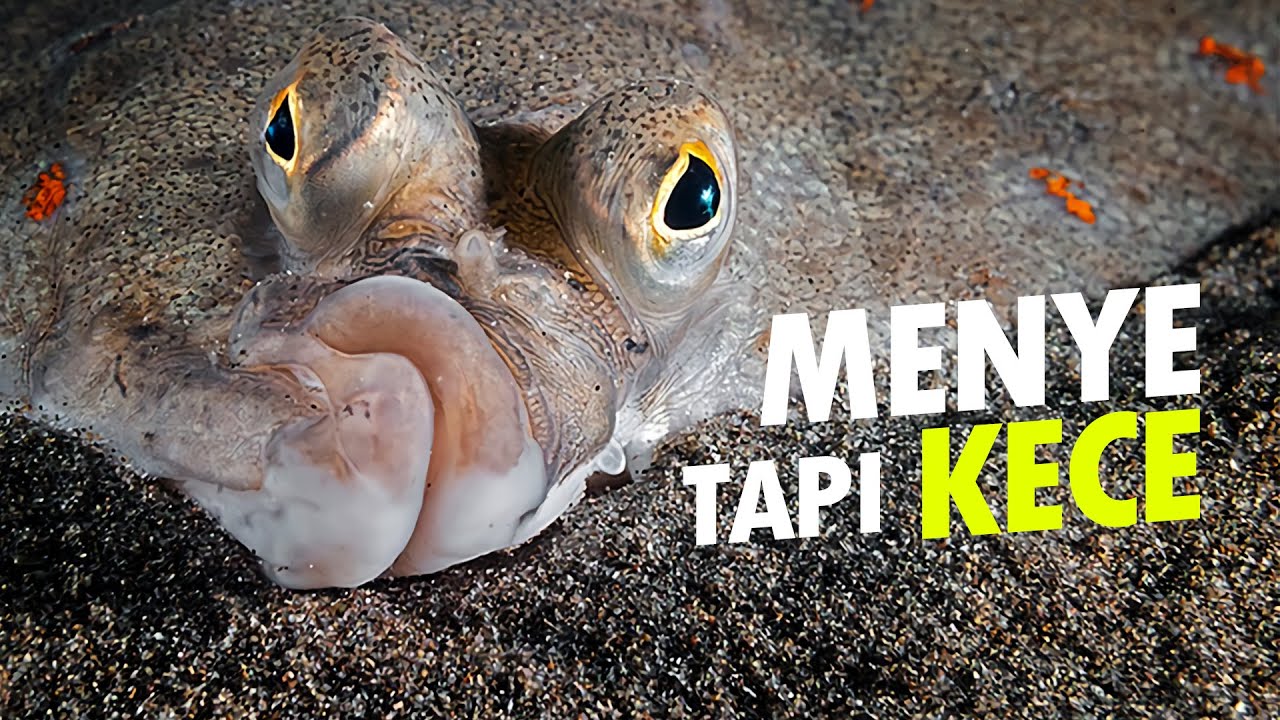 Detail Gambar Ikan Sebelah Nomer 31