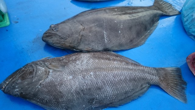 Detail Gambar Ikan Sebelah Nomer 36