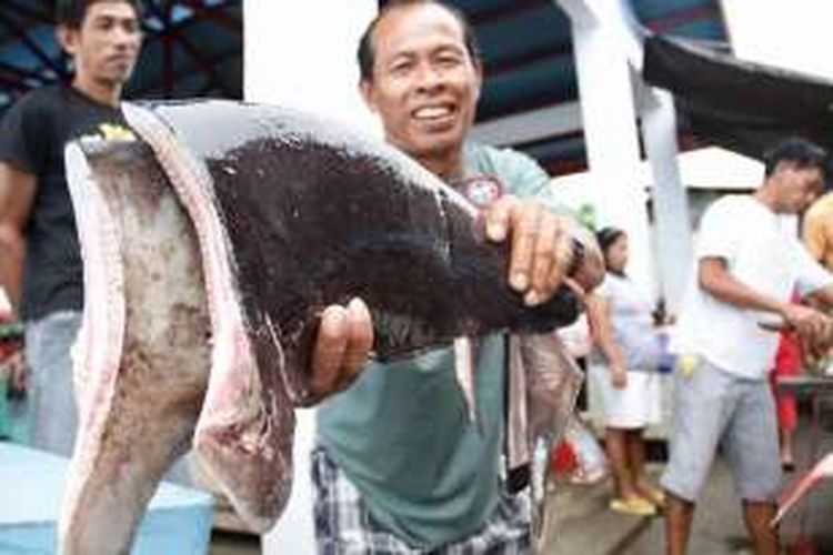 Detail Gambar Ikan Sedang Nomer 58