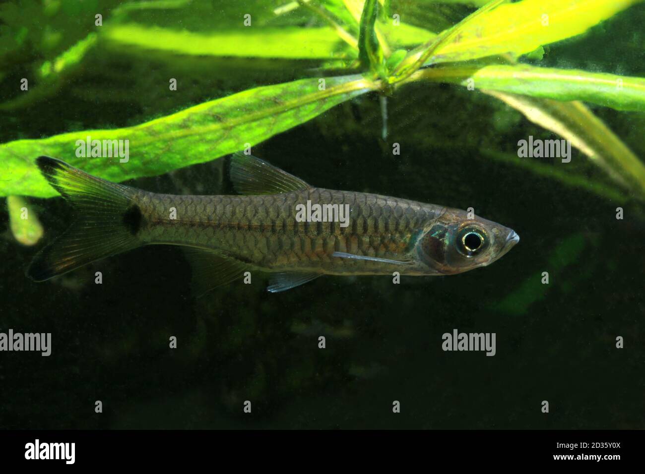 Detail Gambar Ikan Seluang Nomer 20