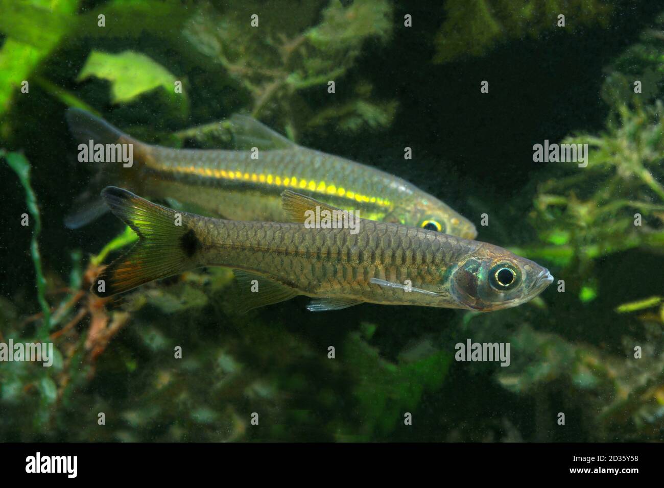 Detail Gambar Ikan Seluang Nomer 22