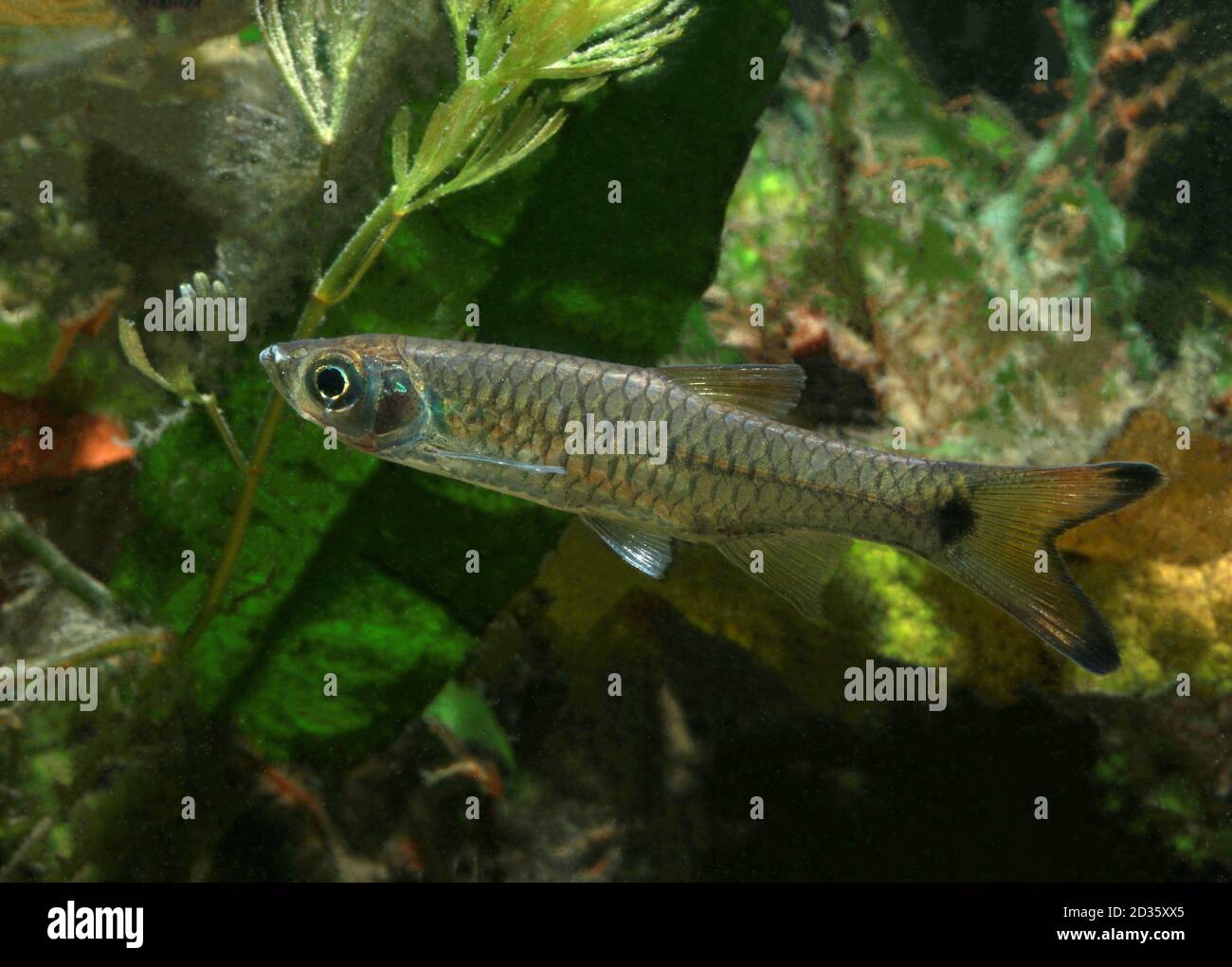 Detail Gambar Ikan Seluang Nomer 28