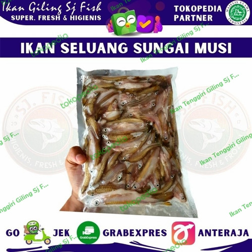 Detail Gambar Ikan Seluang Nomer 44