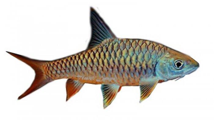 Detail Gambar Ikan Semah Nomer 2