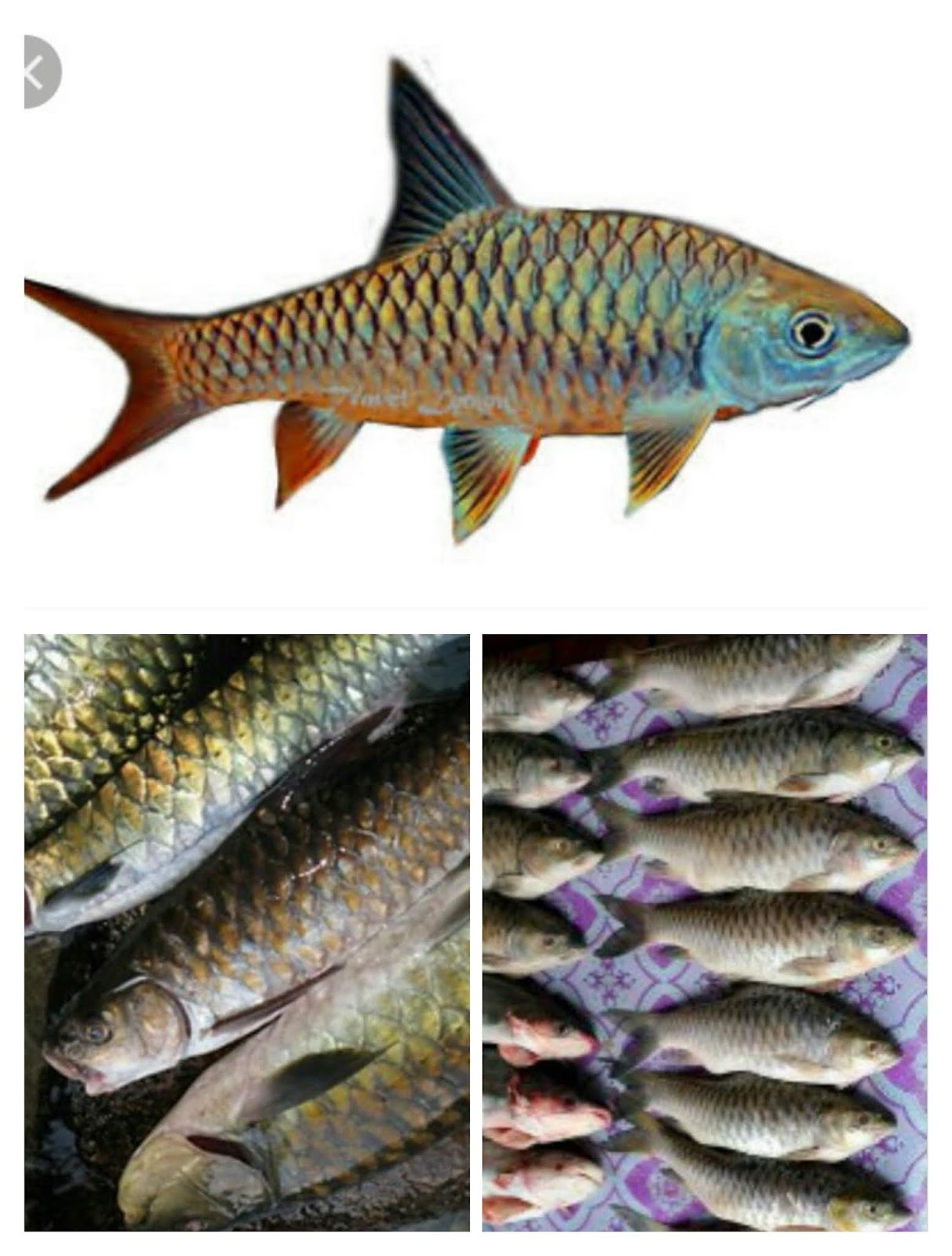 Detail Gambar Ikan Semah Nomer 24