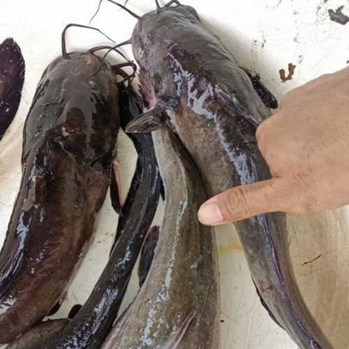 Detail Gambar Ikan Sembilang Karang Nomer 48