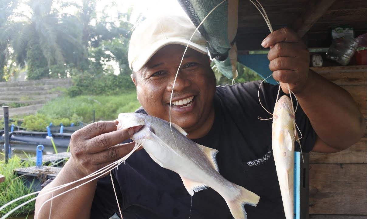 Detail Gambar Ikan Senangin Nomer 46