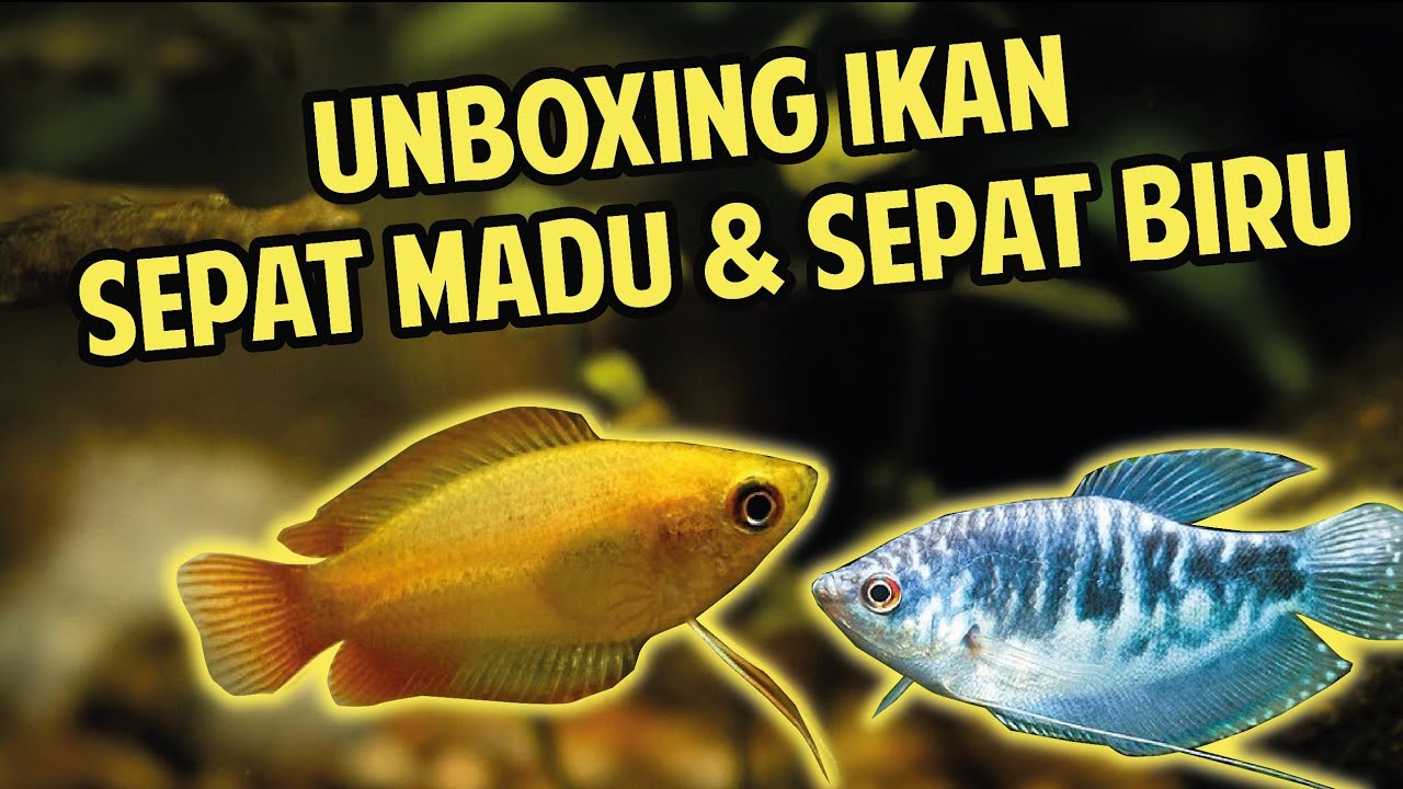 Detail Gambar Ikan Sepat Nomer 39