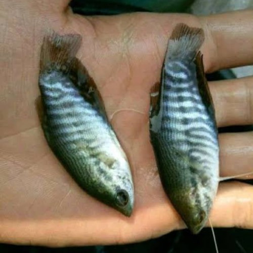 Detail Gambar Ikan Sepat Nomer 42