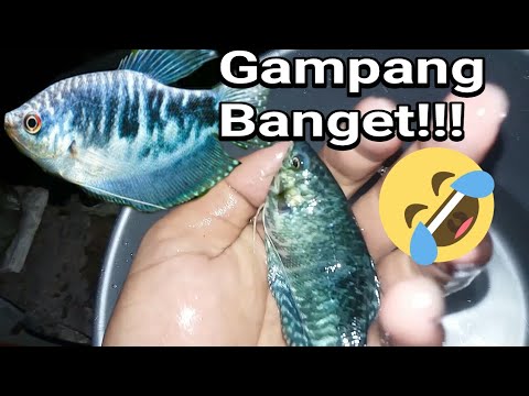 Detail Gambar Ikan Sepat Nomer 45