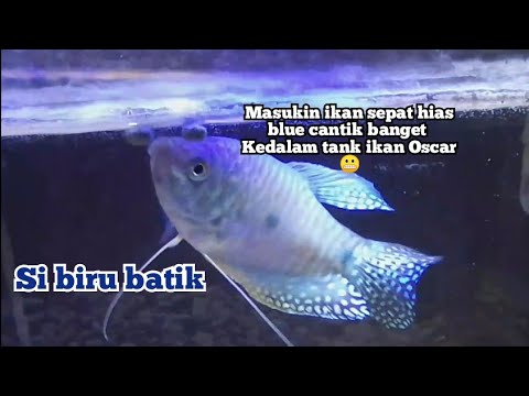 Detail Gambar Ikan Sepat Batik Nomer 31