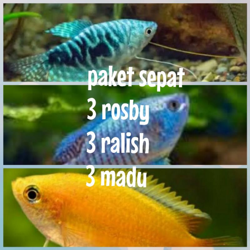 Detail Gambar Ikan Sepat Batik Nomer 32