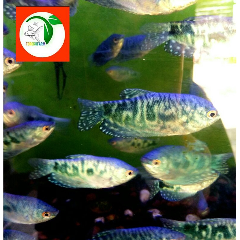 Detail Gambar Ikan Sepat Batik Nomer 53