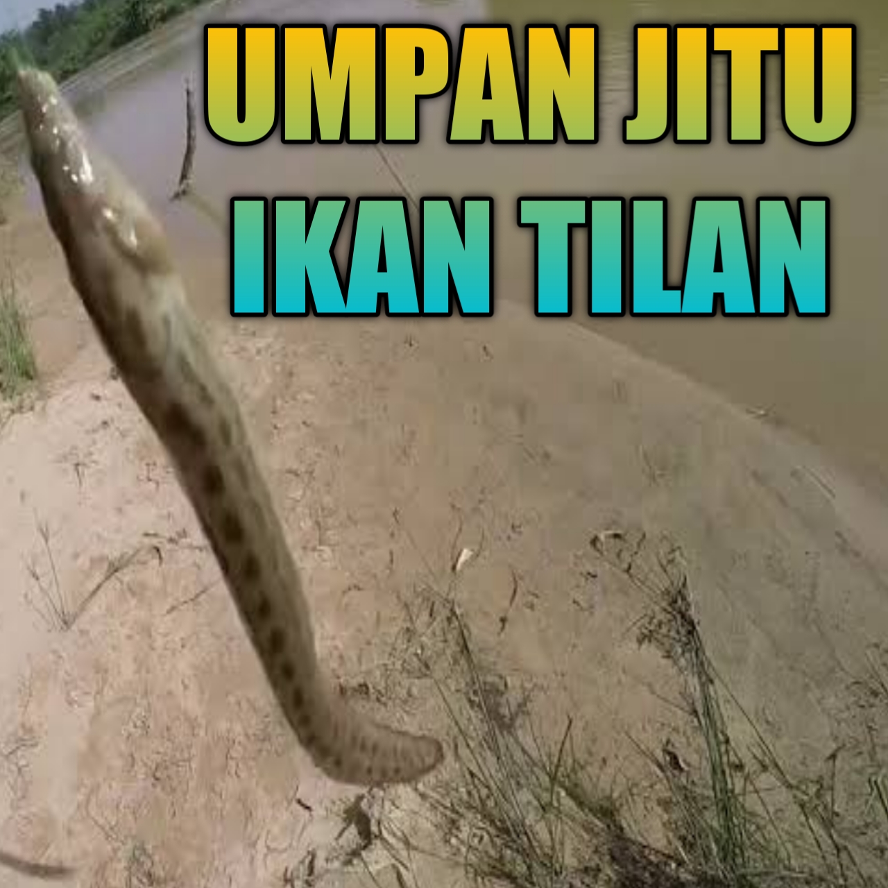 Detail Gambar Ikan Sili Nomer 37