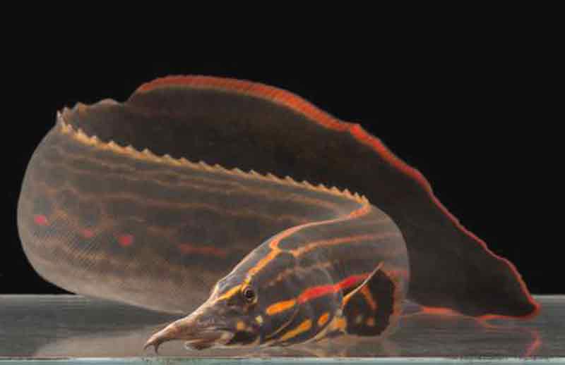 Detail Gambar Ikan Sili Nomer 8