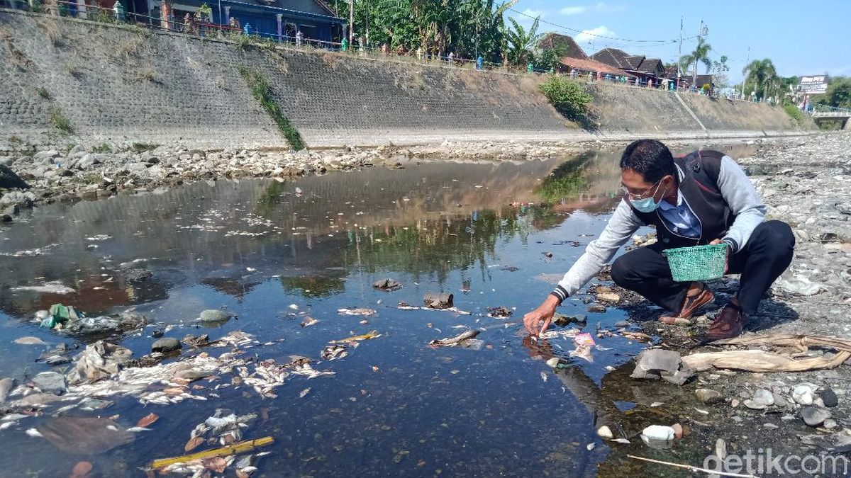 Detail Gambar Ikan Sungai Nomer 24