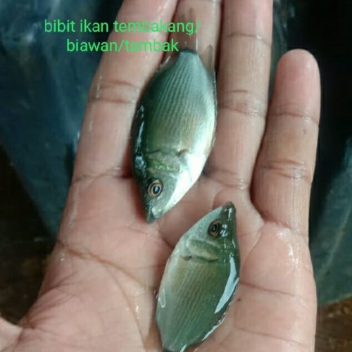 Detail Gambar Ikan Tambakan Nomer 22