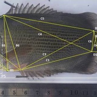 Detail Gambar Ikan Tambakan Nomer 31