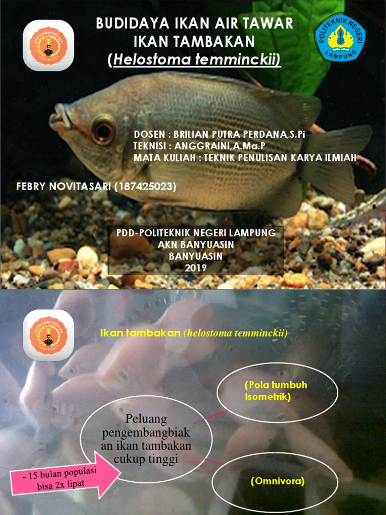 Detail Gambar Ikan Tambakan Nomer 36