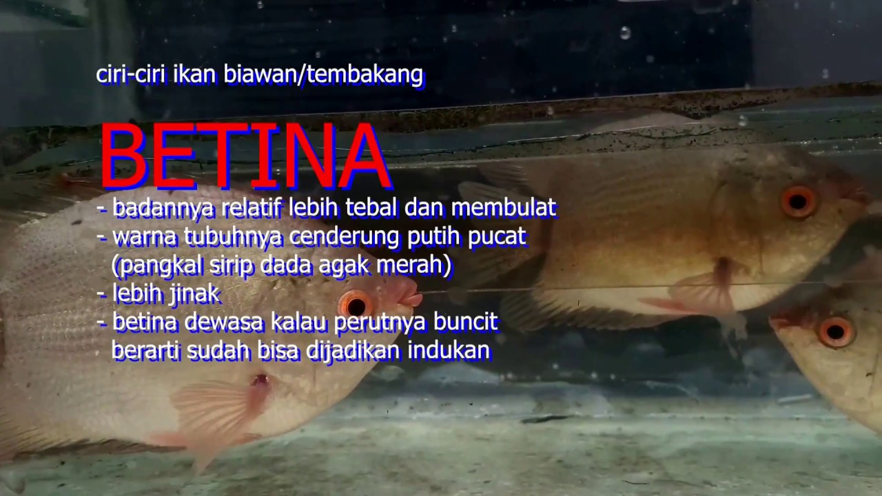 Detail Gambar Ikan Tambakan Nomer 45