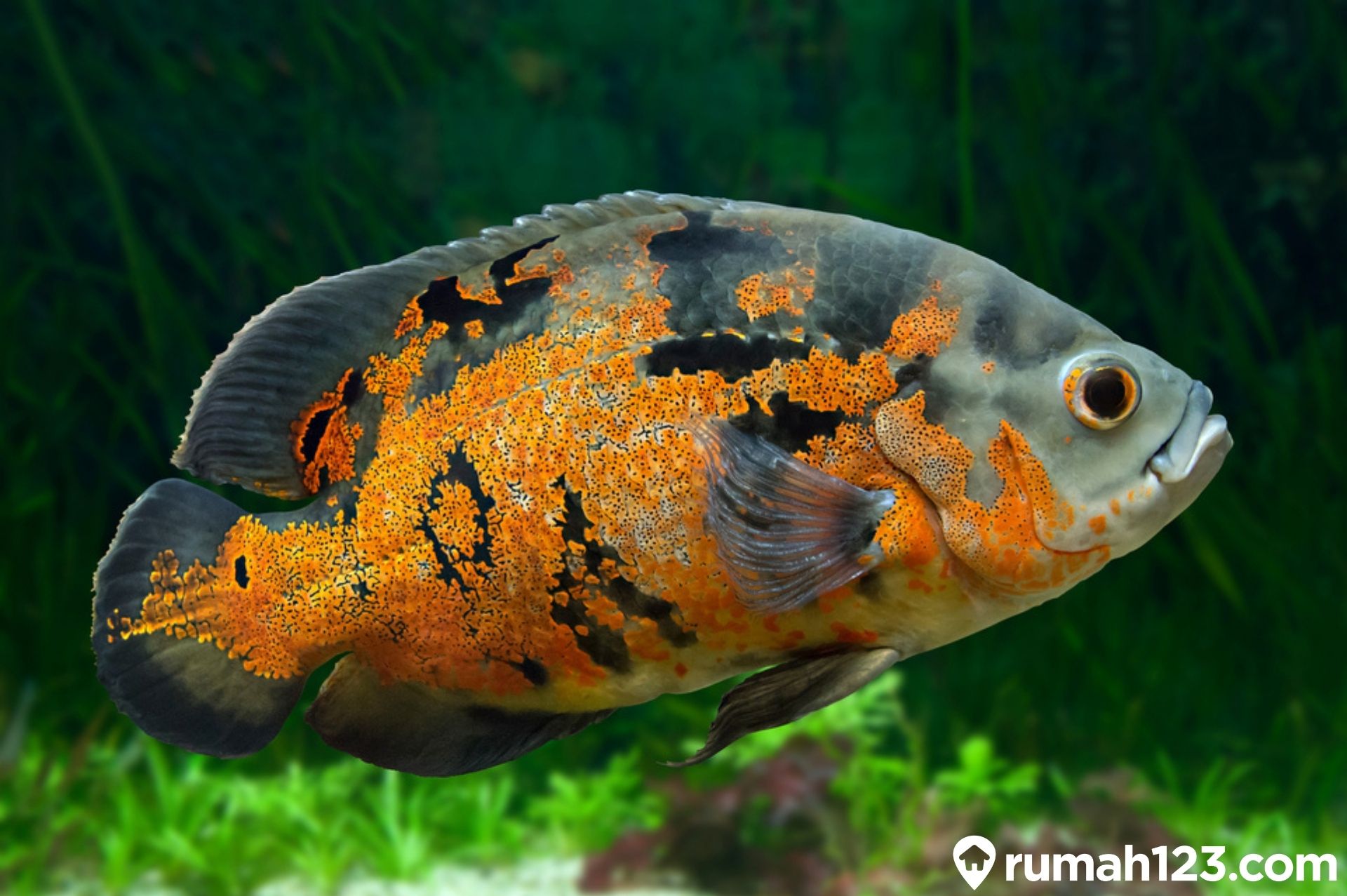 Detail Gambar Ikan Tanpa Warna Nomer 41