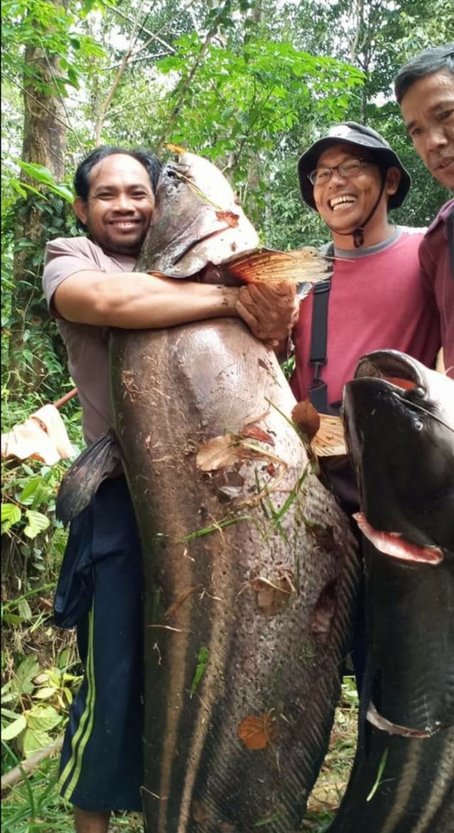 Gambar Ikan Tapa - KibrisPDR