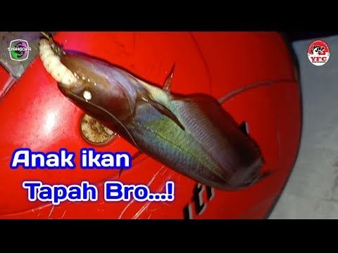 Detail Gambar Ikan Tapa Nomer 36